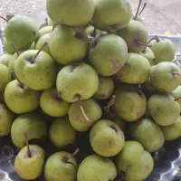کارگر خوج چین دو نفر