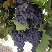 نهال انگور ترکمن ۴ ( گلدانی )|گل و گیاه طبیعی|لردگان, |دیوار