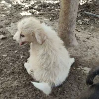 توله پشمالو معاوضه با مرغ کفتر سفید یا پرنده قفسی