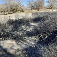 چوب خشک عناب وتوت .|لوازم جانبی حیوانات|بیرجند, |دیوار