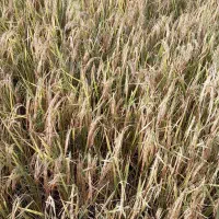 برنج درونگر