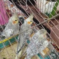 عروس هلندی دستی و رام با قیمتی بسیارمناسب|پرنده|کنگاور, |دیوار