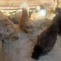 مرغ و خروس ابریشمی|حیوانات مزرعه|اصفهان, سرچشمه|دیوار