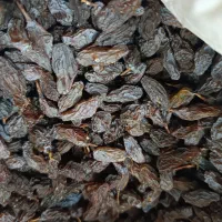 مویز|خوردنی و آشامیدنی|شیراز, دشت چنار|دیوار