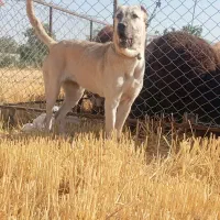 سگ سرابی|سگ|خنداب, |دیوار