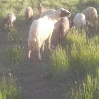 قوچ(ورن)۶دندان سنجابی