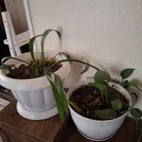 تعدادی گل طبیعی ویک عددویترین باقیمت توافقی|گل و گیاه طبیعی|شاهین‌شهر, شهرک گلدیس|دیوار