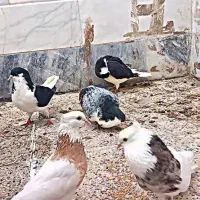 انگشتر نقره