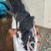 نرو ماده دم سیاه، نر خطی|پرنده|خرمآباد, |دیوار