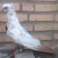 دوتا جوجه دم سرخ  نر یه دم سیاه ماده .وکوهی نر|پرنده|اندیمشک, |دیوار