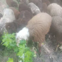 بره‌هترو‌نرو‌ماده‌نر‌برا‌قوچی