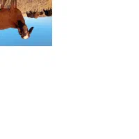 گوسفند برای نگهداری