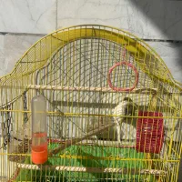 مرغ عشق دستی|پرنده|پاوه, |دیوار