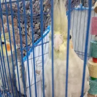 عروس هلندی جفت