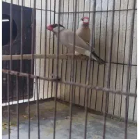 سه جفت فنچ شکلاتی مولد بشرط
