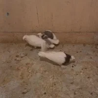 کبوتر‌طوقی‌با‌دوعدد‌جوجه|پرنده|بابا حیدر, |دیوار