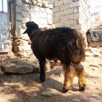 قوچ بختیاری
