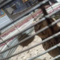 سهره خاکی|خزنده|کرمانشاه, |دیوار