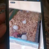 جوجه ملنگو سبز