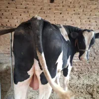 گوساله کل گاو