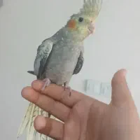 ۴ تا عروس هلندی