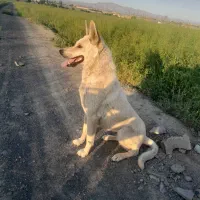 واگذاری  ژرمن میکس