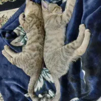 واگذاری دو گربه ماده