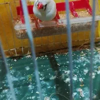 فنچ ماده کینگ