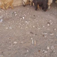 بیگ نر چاق در چمران