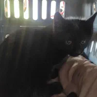 گربه حمایتی واگذار میشود