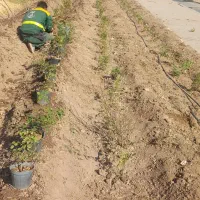 انجام خدمات باغبانی باغچه، هرس، کاشت|خدمات باغبانی و درختکاری|قم, وادی السلام|دیوار