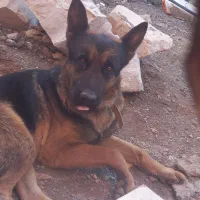 سگ ژرمن|سگ|بیرجند, |دیوار