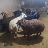 کاور فروش|حیوانات مزرعه|قروه, |دیوار