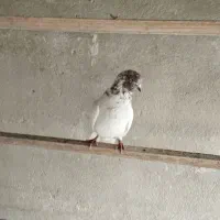 کبوتر|پرنده|ری, شهید غیوری (ابن باویه)|دیوار