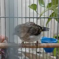 جوجه سهره قناری