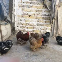 تخم نطفه دار کوشین