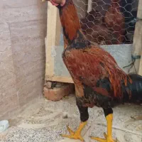 تخم لاری|حیوانات مزرعه|بهارستان, |دیوار