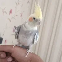 یک جفت عروس هلندی دستی با قفس بزرگ|پرنده|شیراز, تندگویان|دیوار