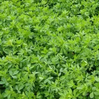 یونجه درجه یک تمیز