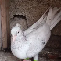 کبوتر سرور|پرنده|آستانه اشرفیه, |دیوار