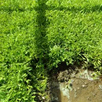 نشا گوجه، بذر