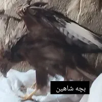 پرنده