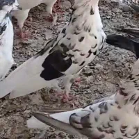 گم ‌شده|پرنده|پارس‌آباد, |دیوار