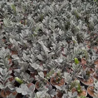 زاموفولیا سوپر بلک|گل و گیاه طبیعی|محلات, |دیوار