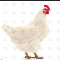 کارگر مرغداری