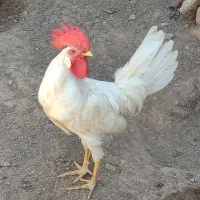 خروس|حیوانات مزرعه|میانه, |دیوار