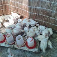 جوجه مرغ گوشتی نژاد راس ۳۰۸