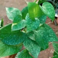 فروش تک و عمده پتوس