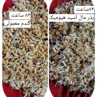 کود|گل و گیاه طبیعی|خرمآباد, |دیوار