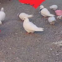 کفتر طوقی ...|پرنده|نهبندان, |دیوار